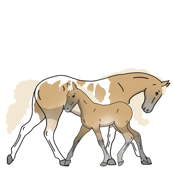 Horse Image