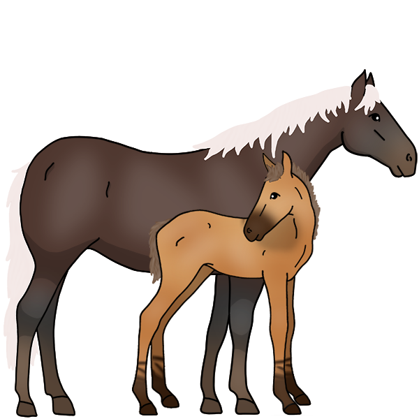 Horses
