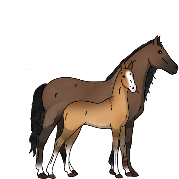 Horses